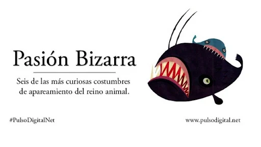 Apareamientos curiosos