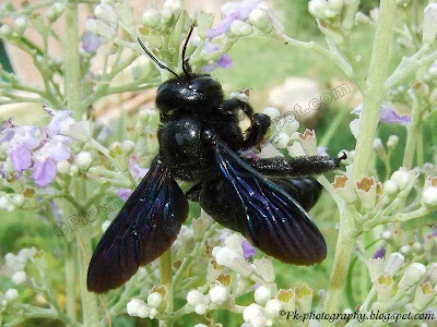 Carpenter Bee Picture