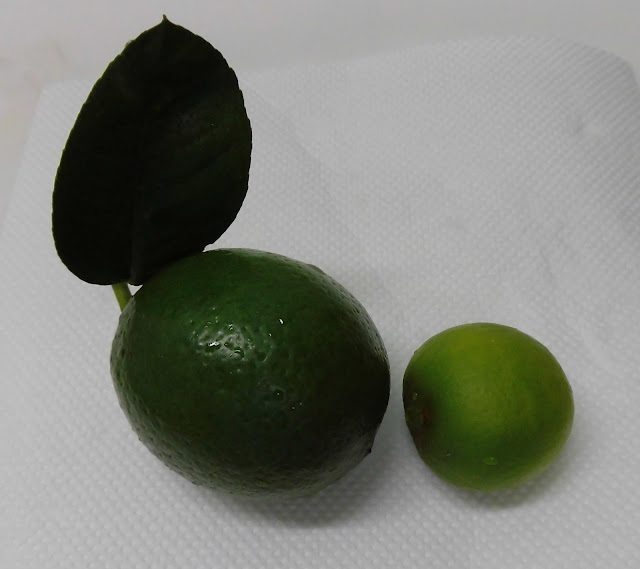 四季成り果樹園芸 グランドレモン ライム Grand Lemon Lime