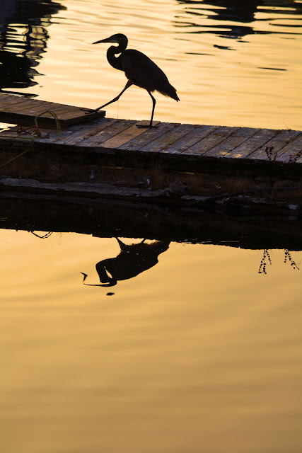 photo of blue heron in nehalem oregon