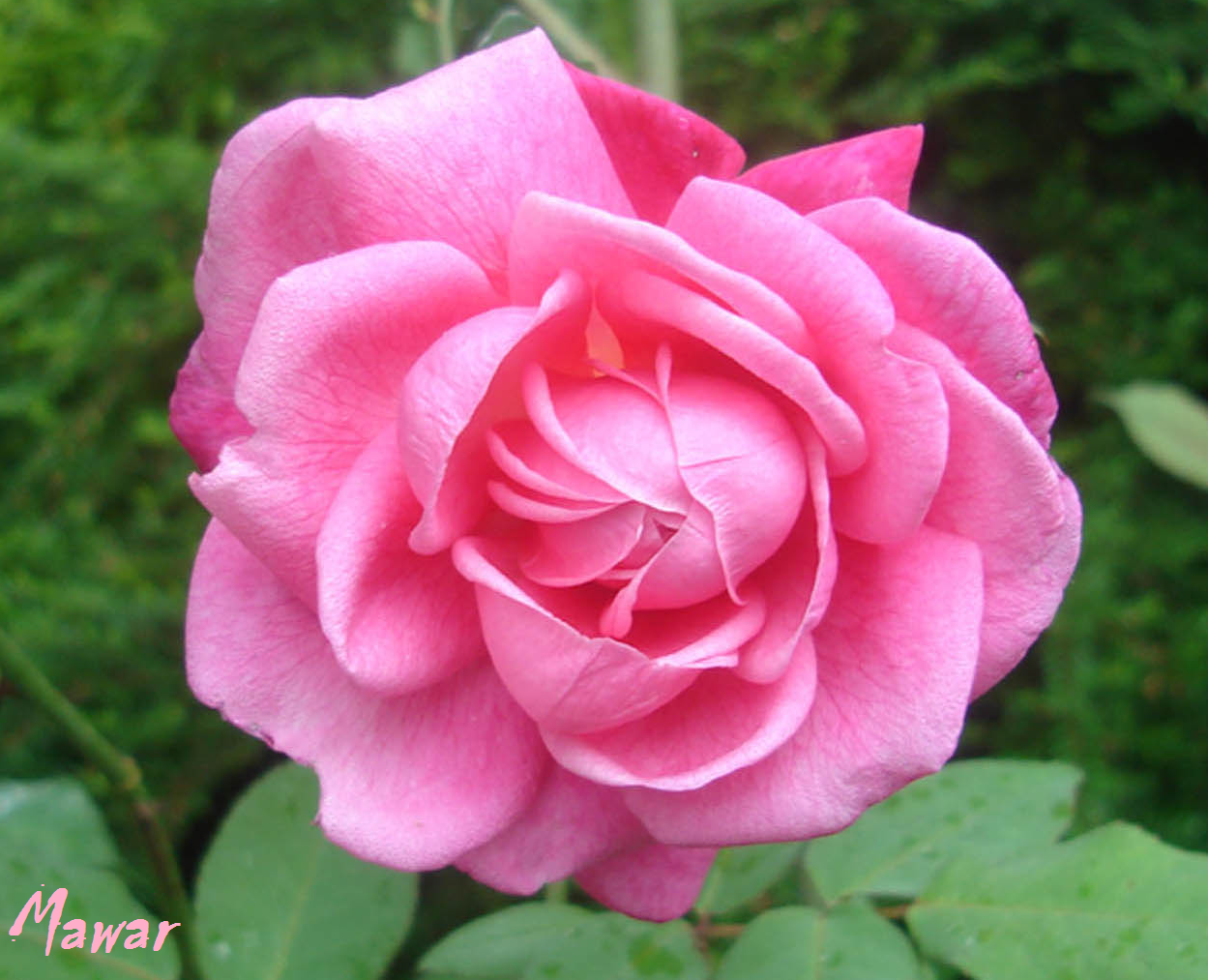 Bunga Mawar Merah  Muda Pink Rose Photos Alam Mentari