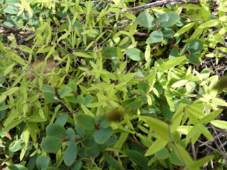 Sabline latériflore - Moehringia lateriflora