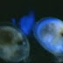 Ostracodos luminiscentes