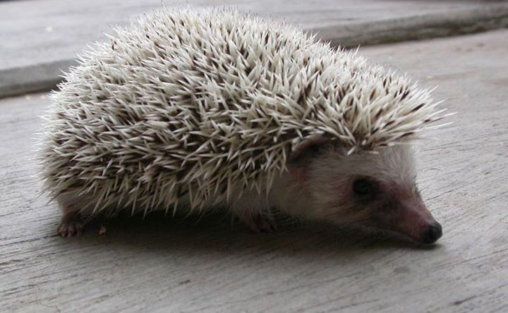  Landak  Mini hedgehog Hewan Peliharaan