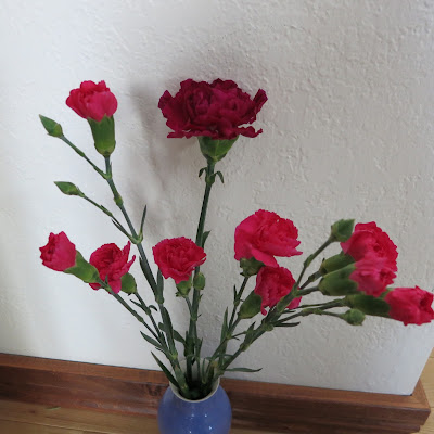 carnations, Dianthus caryophyllus