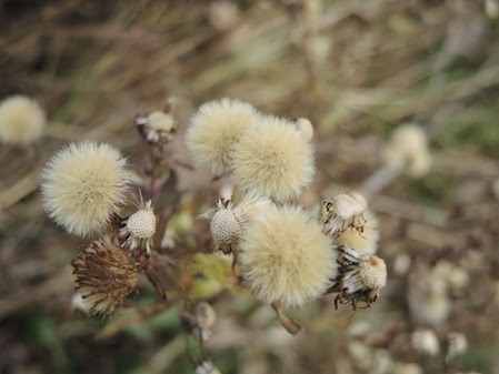 DSCN4163
