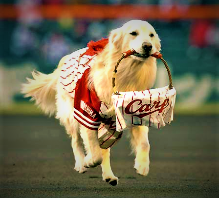 ミッキー 登板試合は勝率7割 全国の野球ファンに愛されたボールボーイ犬の先駆け