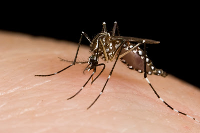 How to drive away mosquitoes?