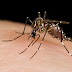 How to drive away mosquitoes?