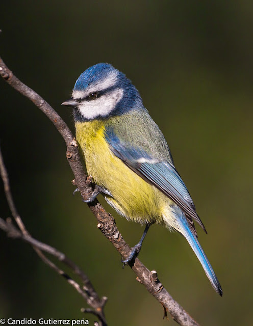 CYANISTES CAERULEUS, HERRERILLO COMÚN, HIDE MOTILLA PALANCAR, PARIDAE, PASSEIFORME, 