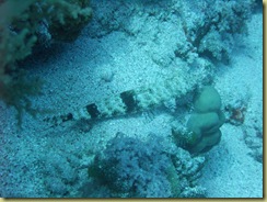 Goby