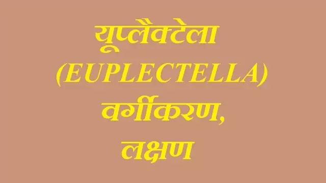 यूप्लैक्टेला (Euplectella)जंतु का वर्गीकरण, लक्षण |hindi