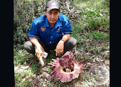  Sang kuncen Abdul Aziz dan Bunga Bangkai