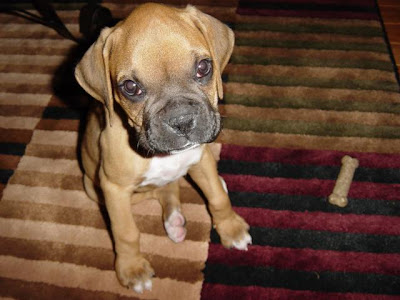 Boxer Puppy Picture