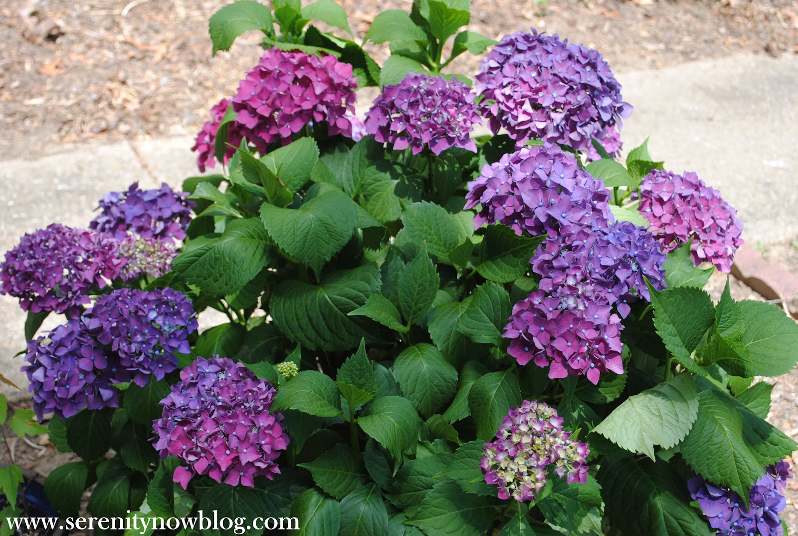 Serenity Now: How to Get a Hydrangea Plant to Bloom