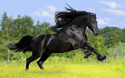  Letest and best Horse HD Wallpapers | Horse HD Wallpapers | Horse Desktop Backgrounds,Photos | Free Desktop Hd Wallpapers Horse |HD phptos animals | hd image Horse | hd picture Horse |hd picks Horse | forest animals hd wallpaper | latest hd wallpaper | animals hd wallpaper | Dog hd photos | Horse hd wallpaper | Horse hd images | Horse hd wallpaper | white horse hd wallpaper | black horse hd wallpaper | running horse hd wallpaper | horse couple hd wallpaper | best hd wallpaper hours | beautiful hd wallpaper horse | horse hd image | horse hd wallpaper | horse hd picturs | horse hd pick