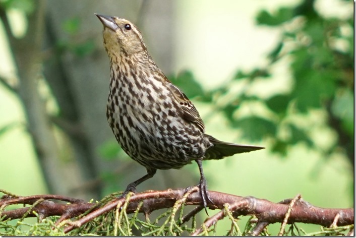 lopez red winged blackbird female