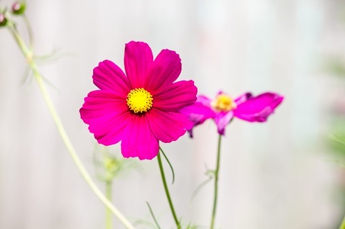 Cosmos Flowers