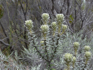 Ambaville bâtard - Phylica nitida - Ambaville blanche