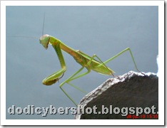 one eye praying mantis 34