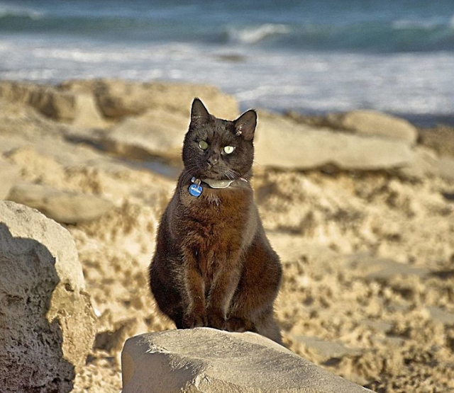 Guy equal Job and Sells Everything He Owns simply to Travel along with his Cat Guy equal Job and Sells Everything He Owns simply to Travel along with his Cat