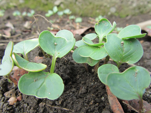 Germoglio Ravanelli