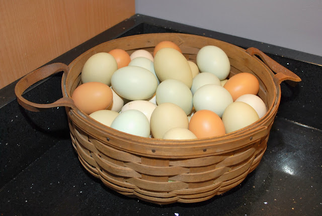 several colors of chicken eggs