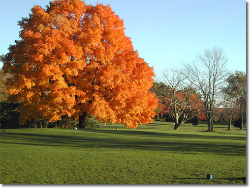 Autumn Glory