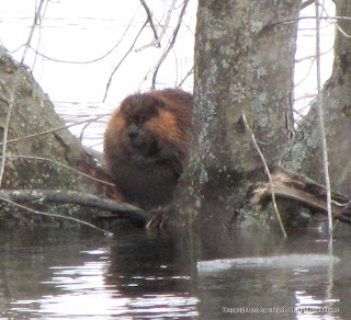 Beaver