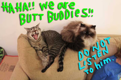 cat butt buddies02