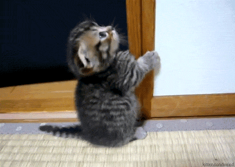 animation of cute kitten