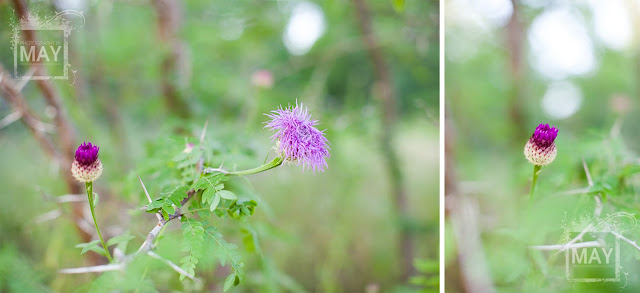 Children, Fun, Family, Lifestyle, photography, Texas, Plano, Allen, Mckinney, Frisco, Playground, photographer, Arbor Lawn, Nature, Preserve, Flowers, Wild Flowers