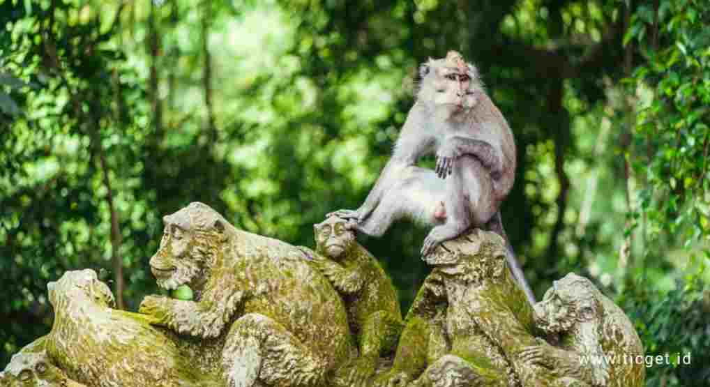 monkey-forest-ubud-bali