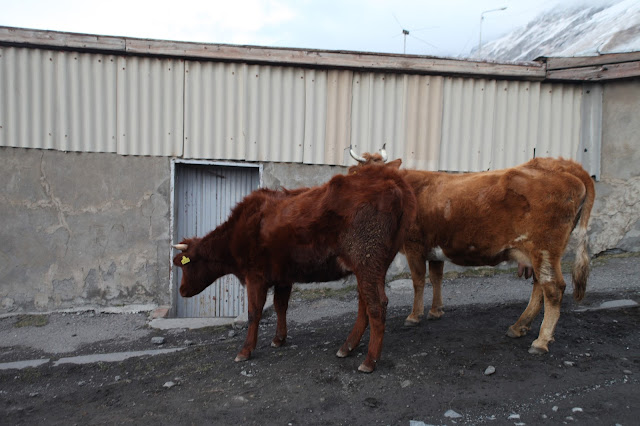 krowy czekające na wejście do gospodarstwa
