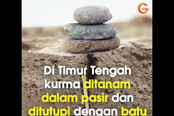 Belajar dari Bibit Kurma