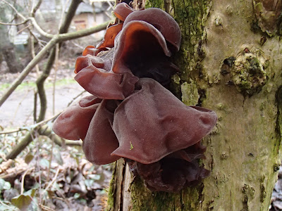  Uszak bzowy Auricularia auricula-judae