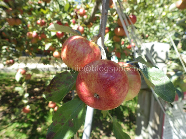 Fushoushan Farm apple picking