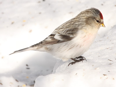 Hoary Redpoll