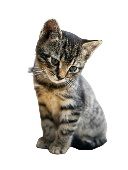 Mini Meow cat transparent image PNG