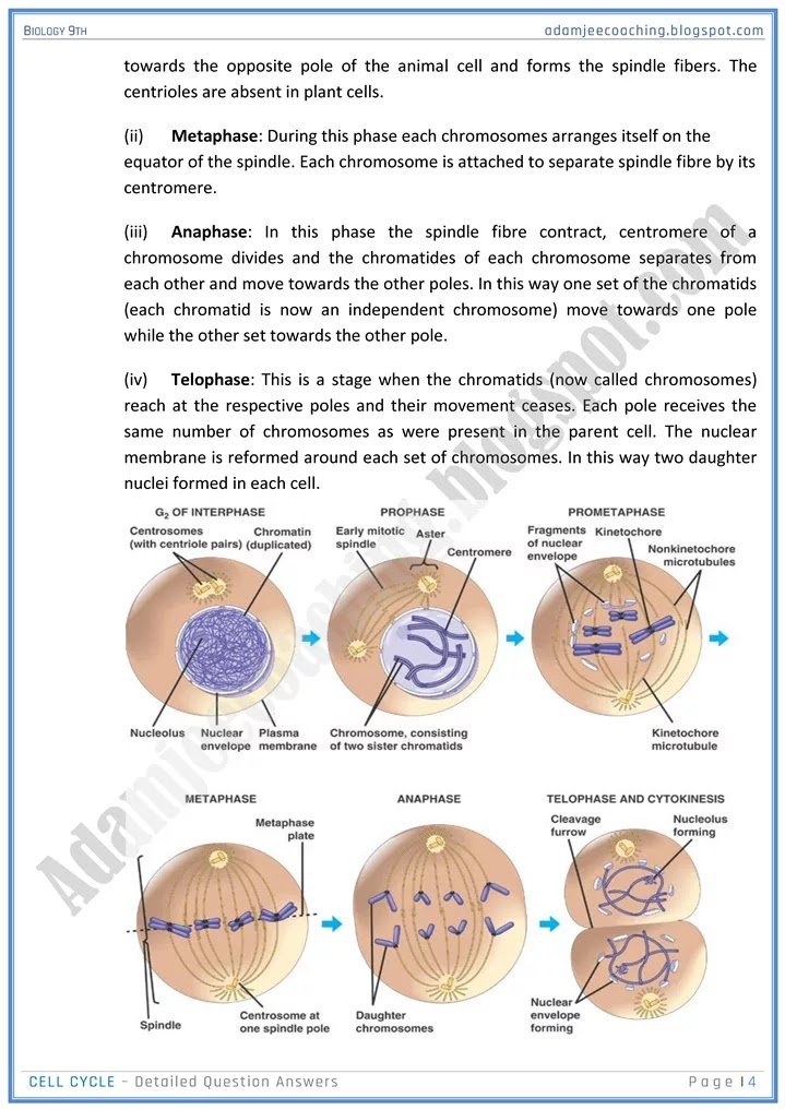 cell-cycle-detailed-question-answers-biology-9th