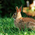 Top 33 Beautiful And Cute Rabbit Wallpapers In HD - 