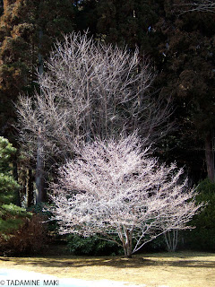 frost, Kyoto sightseing