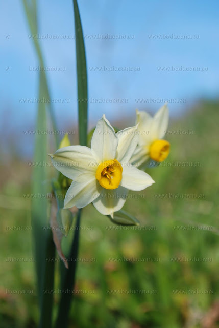Narcissus tazetta - © Franco Faà