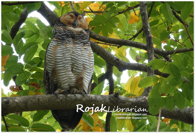 Spotted Wood Owl (Adult)