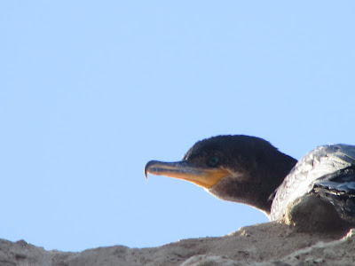 aves de la costa atlántica