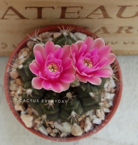 Gymnocalicium 2