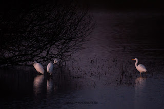 Wildlifefotografie Naturfotografie Lippeaue Sonnenuntergang Olaf Kerber