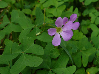 [Image Description] Two connected purple flowers with five long round petals each sticking up out of a patch of clover.  