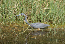 Tricoloured Heron - Viera Wetlands, Florida