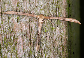 Common Plume, Emmelina monodactyla.   Near my garden light trap on 9 April 2015